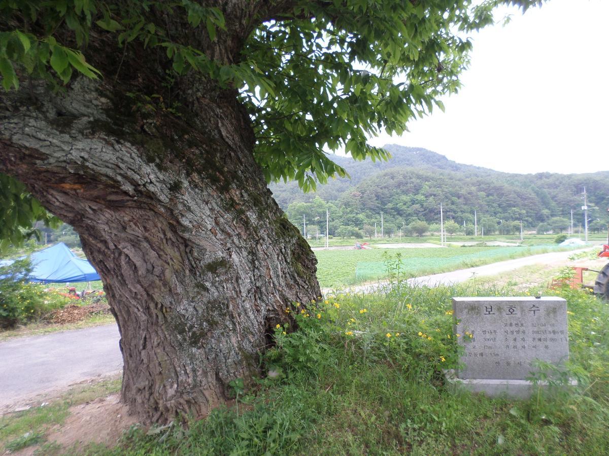 Hotel Ongye Jongtaek Andong Exteriér fotografie